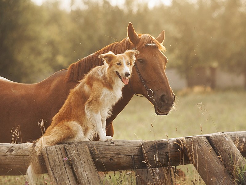 Red border collie dog and horse Heilende Schamanen: Deine Hundepension und Pferdepension für Tierkommunikation, Herzheilung, Seelentherapie in Remagen und Bonn